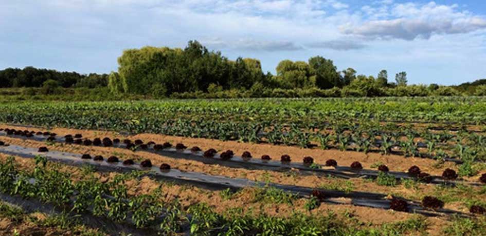 community farm in traverse city michigan